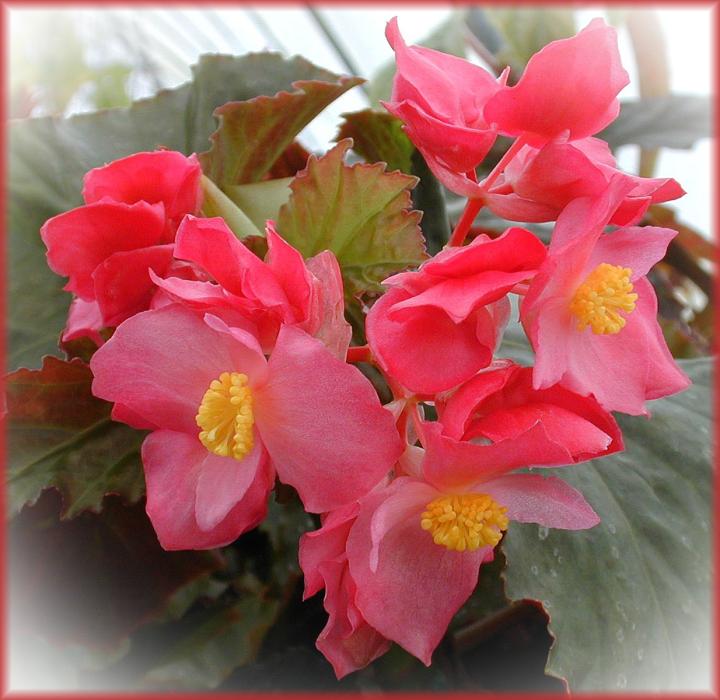B. ‘Margaret Fisher’